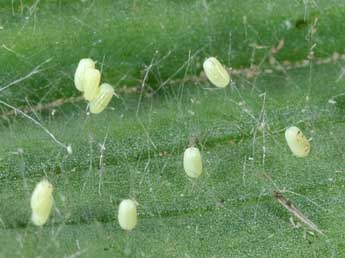  Oeuf de Scopula tessellaria Bsdv. - �Philippe Mothiron