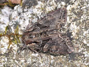 Lacanobia thalassina Hfn. adulte - �Philippe Mothiron