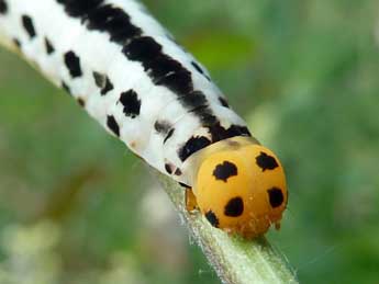  Chenille de Calyptra thalictri Bkh. - �Tristan Lafranchis