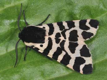 Arctia tigrina Vill. adulte - �Philippe Mothiron