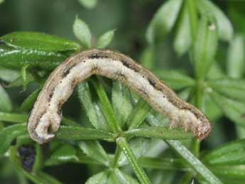  Chenille de Epirrhoe timozzaria Const. - �Philippe Mothiron