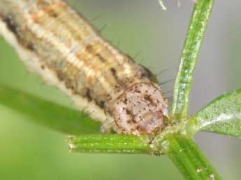  Chenille de Epirrhoe timozzaria Const. - �Philippe Mothiron