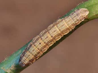  Chenille de Crocota tinctaria Hb. - �Lionel Taurand