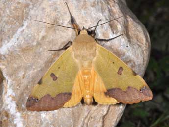 Ophiusa tirhaca Cr. adulte - �Philippe Mothiron