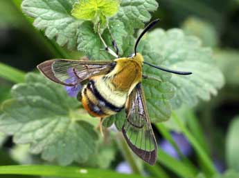 Hemaris tityus L. adulte - �Daniel Morel