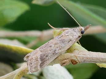 Bradyrrhoa trapezella Dup. adulte - �Friedmar Graf