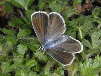 Kretania trappi Vty adulte - �Wolfgang Wagner, www.pyrgus.de