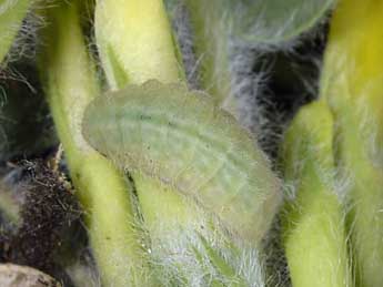  Chenille de Kretania trappi Vty - �Wolfgang Wagner, www.pyrgus.de