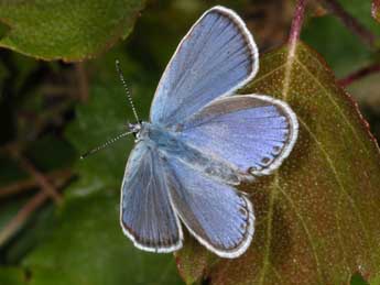 Kretania trappi Vty adulte - �Wolfgang Wagner, www.pyrgus.de