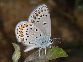 Kretania trappi Vty adulte - �Wolfgang Wagner, www.pyrgus.de