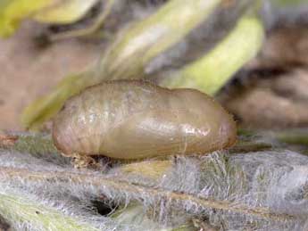  Chrysalide de Kretania trappi Vty - �Wolfgang Wagner, www.pyrgus.de