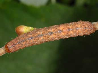  Chenille de Polia hepatica Cl. - �Wolfgang Wagner, www.pyrgus.de