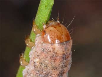 Chenille de Polia hepatica Cl. - �Wolfgang Wagner, www.pyrgus.de