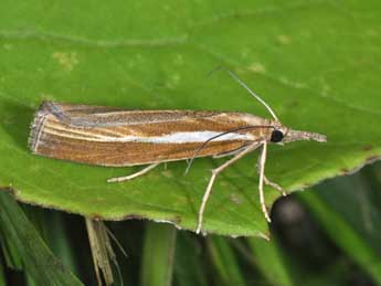 Agriphila tristella D. & S. adulte - �Philippe Mothiron