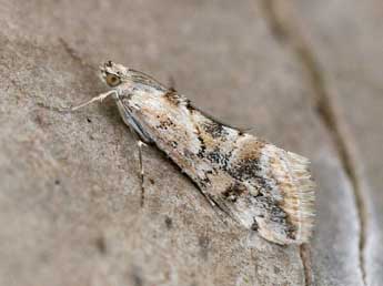 Cornifrons ulceratalis Led. adulte - �Heiner Ziegler