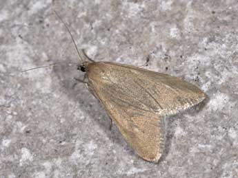 Udea uliginosalis Stph. adulte - �Philippe Mothiron