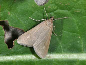 Udea uliginosalis Stph. adulte - �Philippe Mothiron