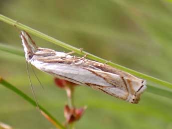 Crambus uliginosellus Z. adulte - �Jean-Pierre Arnaud
