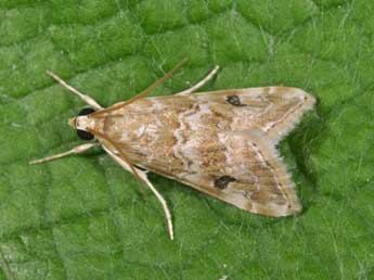 Hellula undalis F. adulte - �Philippe Mothiron