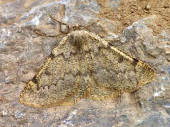 Sciadia unicoloraria Stgr adulte - �Lionel Taurand