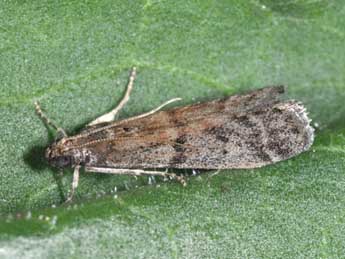 Ephestia woodiella Rich. & Thoms. adulte - �Philippe Mothiron