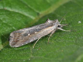 Epimecia ustula Frr adulte - �Philippe Mothiron