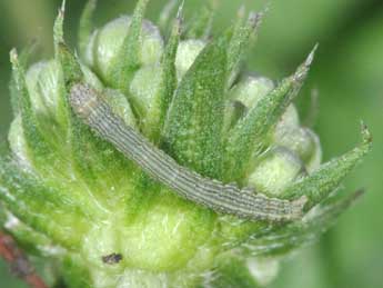  Chenille de Epimecia ustula Frr - �Philippe Mothiron