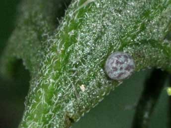  Oeuf de Epimecia ustula Frr - �Philippe Mothiron