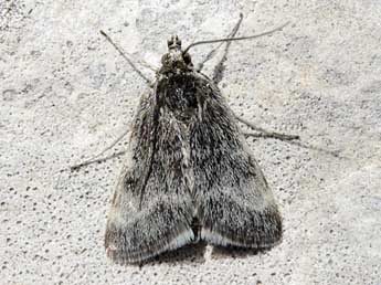 Orenaia helveticalis H.-S. adulte - �Luc Dietrich