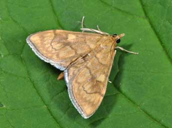 Anania verbascalis D. & S. adulte - �Philippe Mothiron