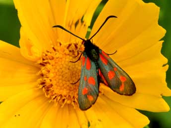 Zygaena viciae D. & S. adulte - �Philippe Mothiron