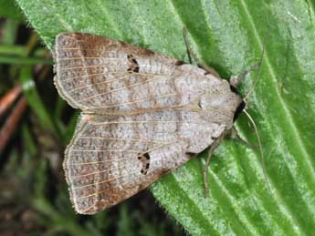 Lygephila viciae Hb. adulte - �Philippe Mothiron