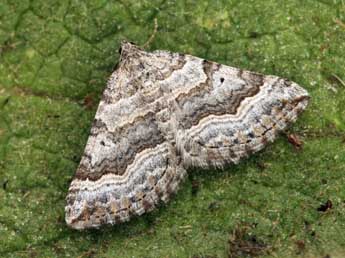 Scotopteryx vicinaria Dup. adulte - �Daniel Morel