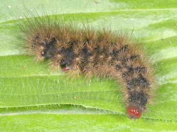 Chenille de Arctia villica L. - �Philippe Mothiron