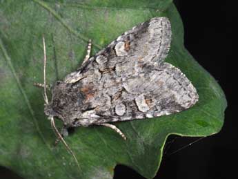 Brachylomia viminalis F. adulte - �Philippe Mothiron