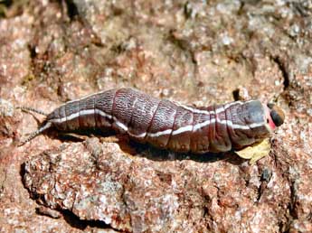  Chenille de Cerura vinula L. - �Jean-Luc Piazza