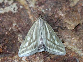 Loxostege virescalis Gn. adulte - �Heiner Ziegler