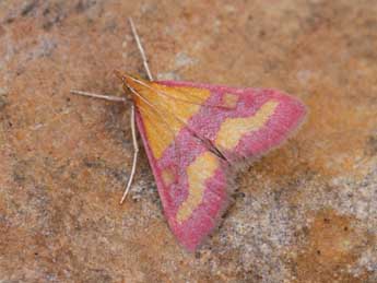 Pyrausta virginalis Dup. adulte - �Heiner Ziegler