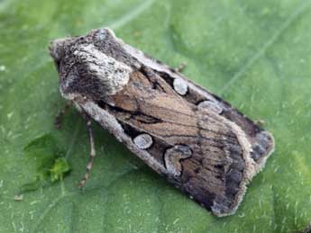 Euxoa vitta Esp. adulte - �Daniel Morel