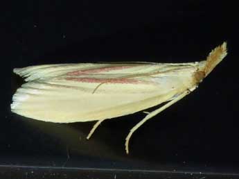 Hypsotropa gallohispanicella Lrt adulte - �Tristan Lafranchis