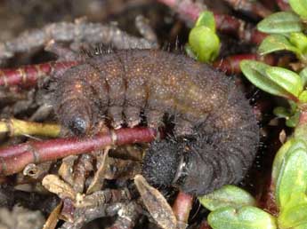  Chenille de Pyrgus warrenensis Vty - �Wolfgang Wagner, www.pyrgus.de