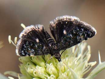 Heliothela wulfeniana Scop. adulte - �Marie-H�l�ne La Lumia