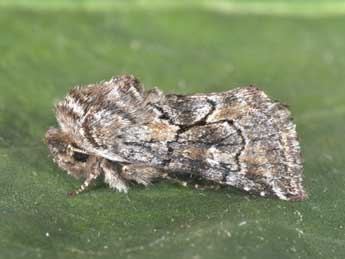 Cleonymia yvanii Dup. adulte - �Philippe Mothiron