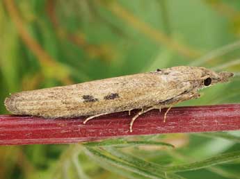 Lamoria zelleri J. Joan. adulte - �Friedmar Graf