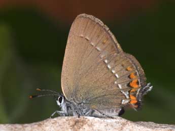 Satyrium acaciae F. adulte - �Philippe Mothiron