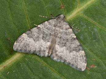 Nebula achromaria Lah. adulte - �Philippe Mothiron