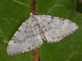 Nebula achromaria Lah. adulte - �Philippe Mothiron