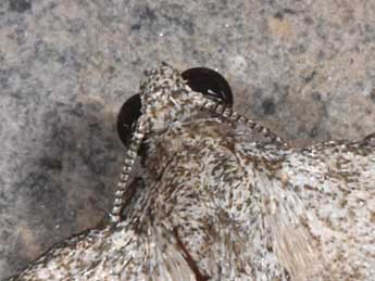 Nebula achromaria Lah. adulte - �Philippe Mothiron