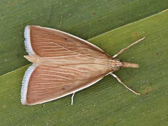 Sclerocona acutella Ev. adulte - �Lionel Taurand