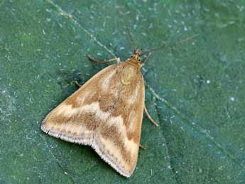 Pyrausta aerealis Hb. adulte - �Lionel Taurand